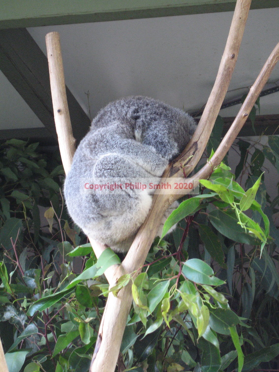 13-Koala