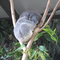 13-Koala