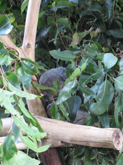 14-Koala