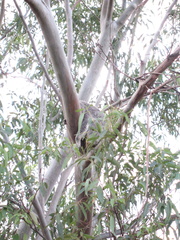 17-Koala