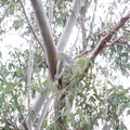 17-Koala.JPG