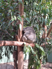 23-Koala