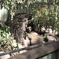 24-Wombat