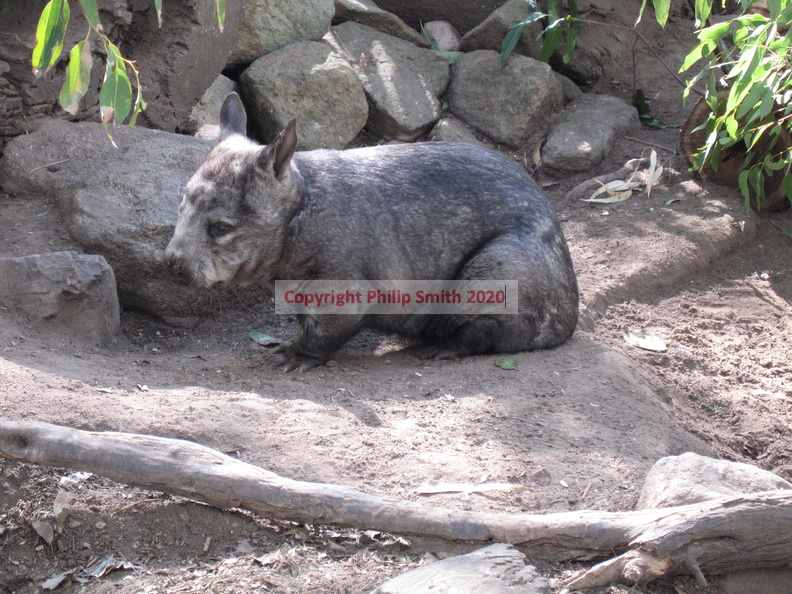 28-Wombat