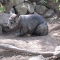 28-Wombat