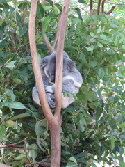29-Koala