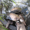 31-Turtles