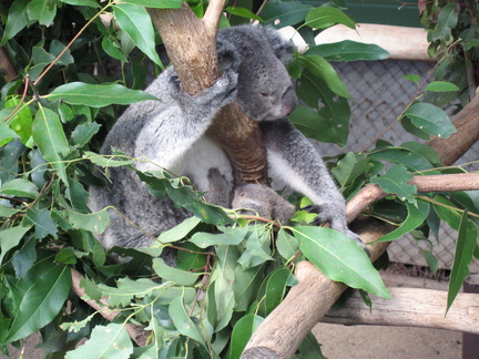 34-Koala