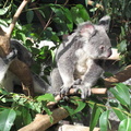 36-Koala