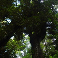 065-Trees.jpg