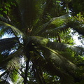 066-Palm