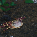 075-Crab