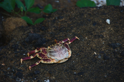 075-Crab
