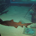 01-SharkTank