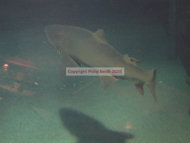 02-SharkTank