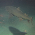 02-SharkTank