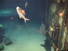 06-SharkTank