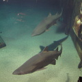 07-SharkTank