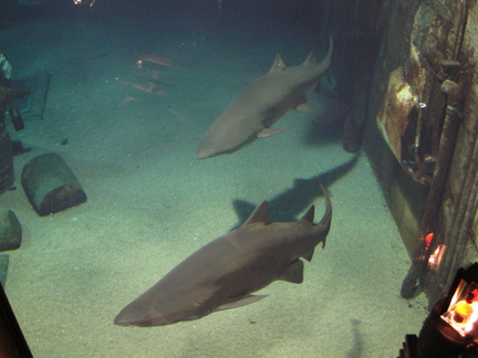 07-SharkTank