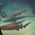 08-SharkTank