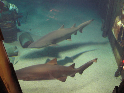 08-SharkTank