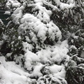 172-SnowScenes.jpg