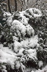 172-SnowScenes