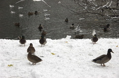 175-Ducks