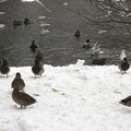 175-Ducks