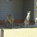 23-Kangaroos.jpg
