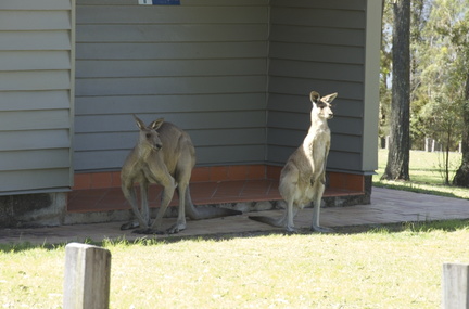 23-Kangaroos