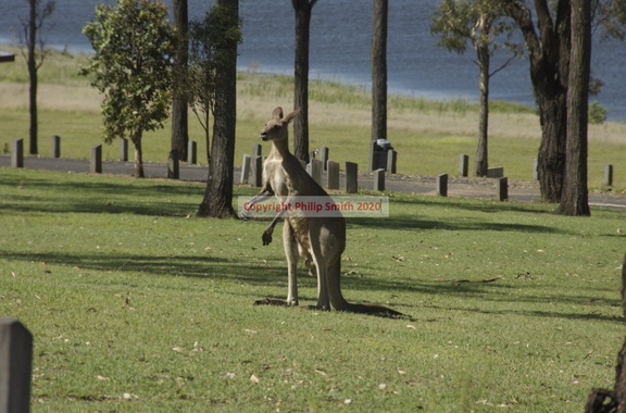 27-Kangaroo