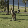 27-Kangaroo