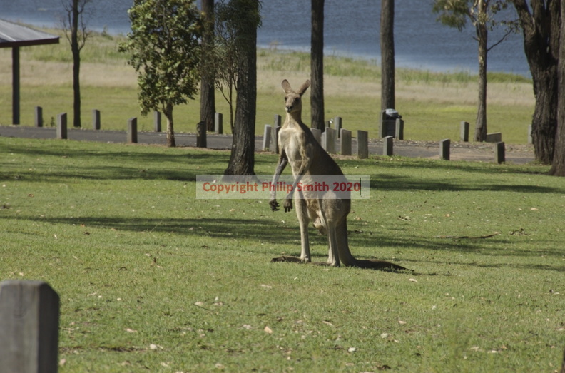 30-Kangaroo.jpg