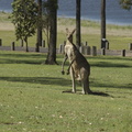 30-Kangaroo.jpg