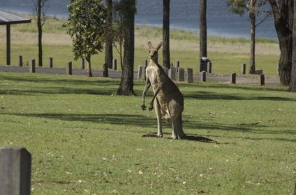 30-Kangaroo