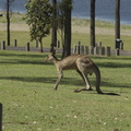31-Kangaroo.jpg