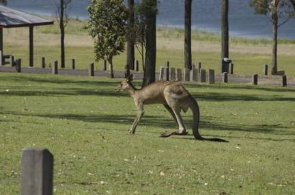 31-Kangaroo