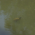 10-Turtles@Pfeiffers.jpg