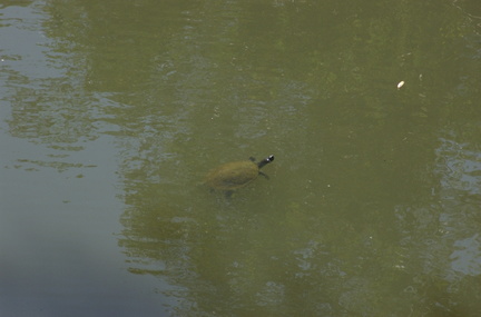 10-Turtles@Pfeiffers