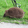 40-Hedgehog@Hopping.JPG