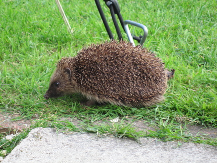 40-Hedgehog@Hopping