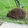 41-Hedgehog@Hopping.JPG