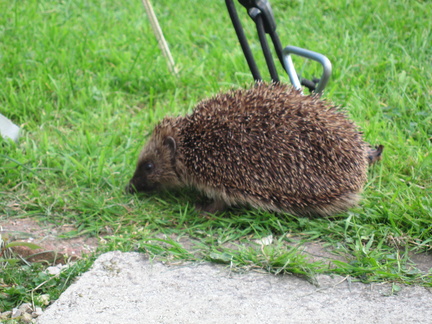 41-Hedgehog@Hopping