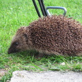 42-Hedgehog@Hopping.JPG