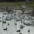 001-Swans-etc