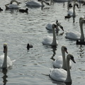 002-Swans