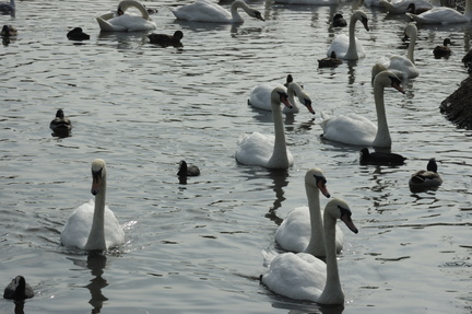 002-Swans