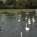 003-Swans