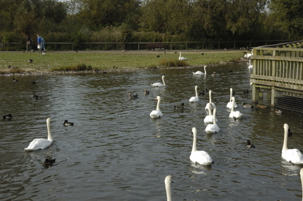 003-Swans